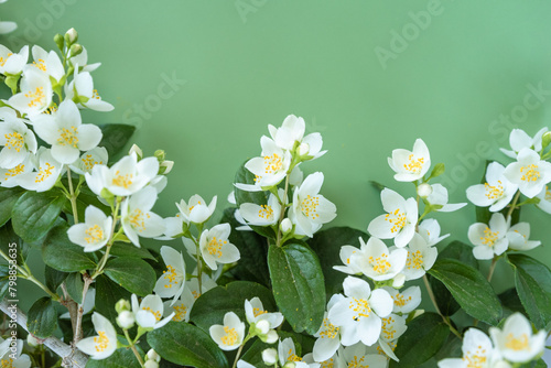 blooming jasmine in the garden in spring