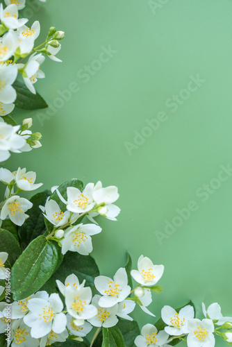 blooming jasmine in the garden in spring