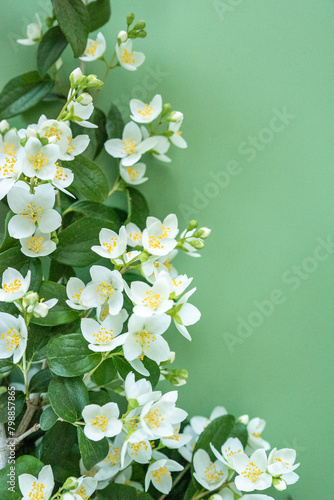 blooming jasmine in the garden in spring