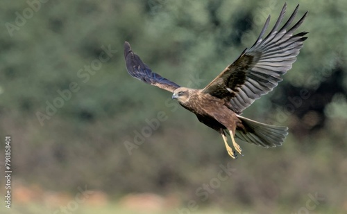 Marsh Harrier (Circus aeroginosus), Crete © ASakoulis