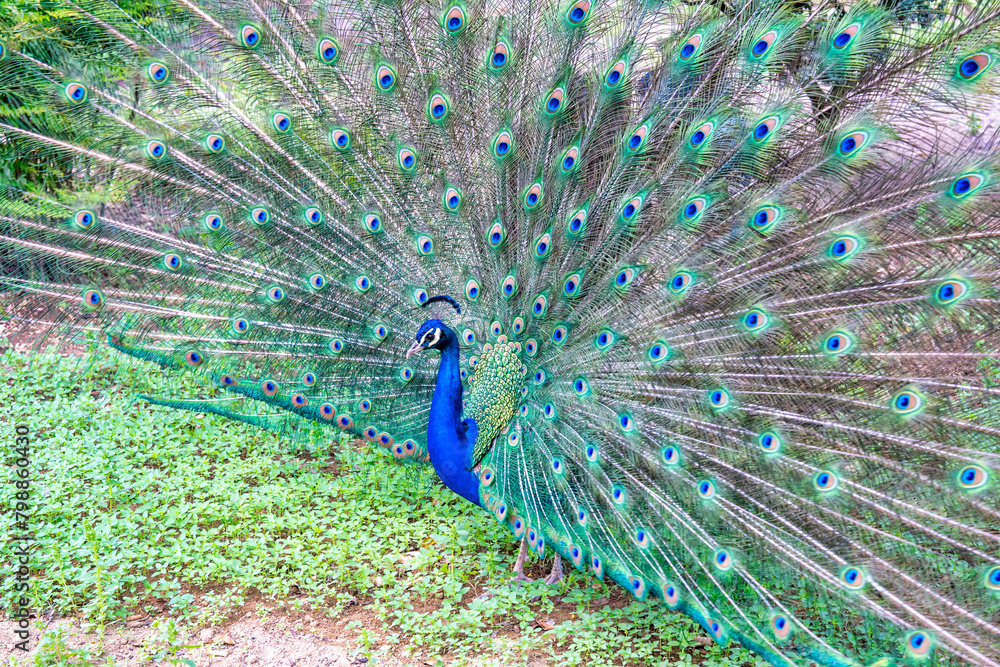Obraz premium Close-up portrait of a male peacock displaying beautiful plumage