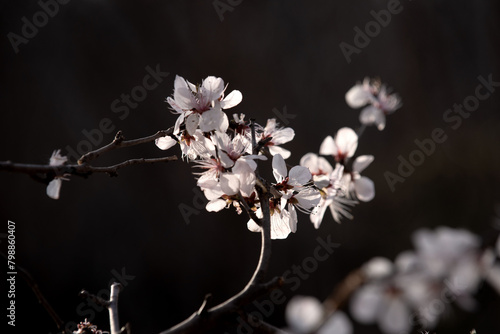 In the fields, wild peach blossoms on a black background