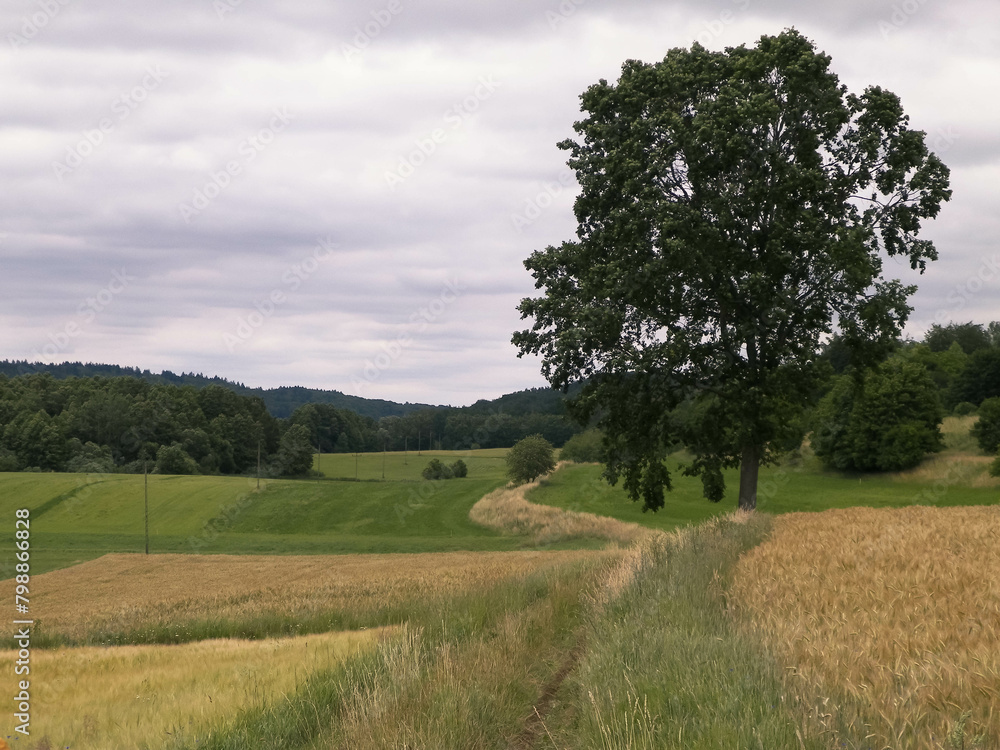 Fototapeta premium Fields and meadows of Wiezyca. Kashubia Region. Poland
