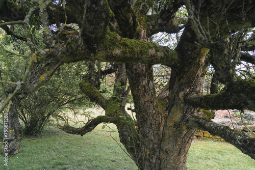 Natur im April, starke alte Obstbäume im Park © Winfried