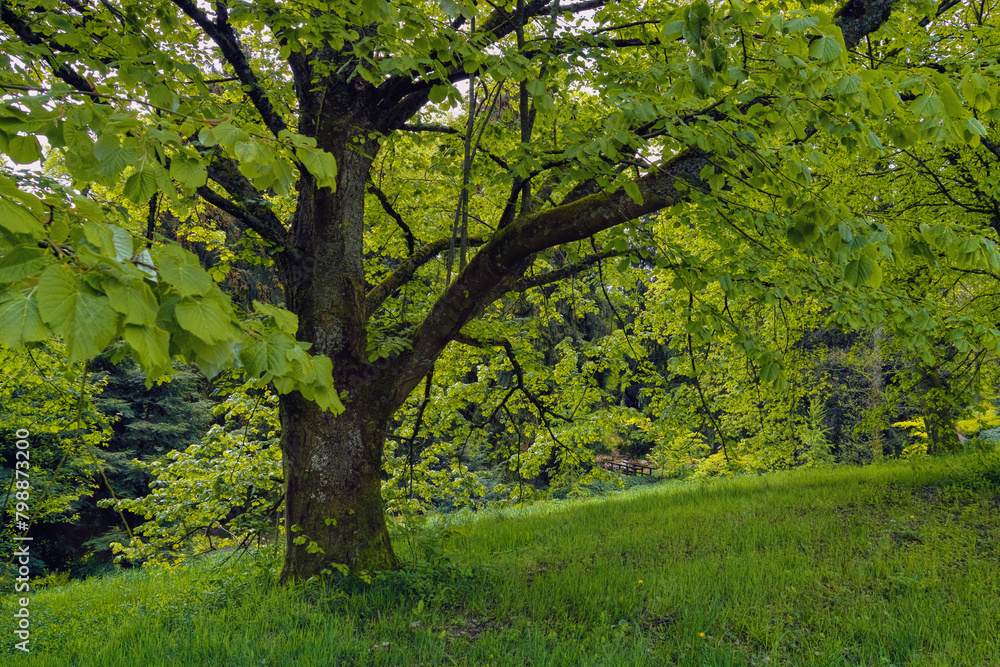 Natur im April, starke Bäume im Park