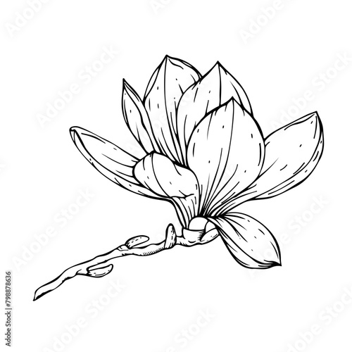 Magnolia flower black and white graphics. Blooming flower graphic with liner.

