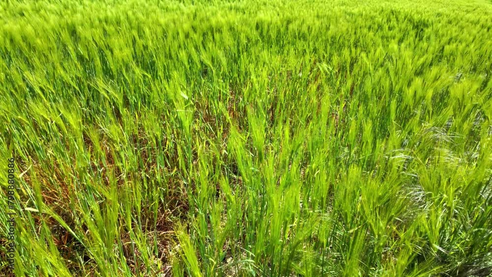 Blé vert Blé vert