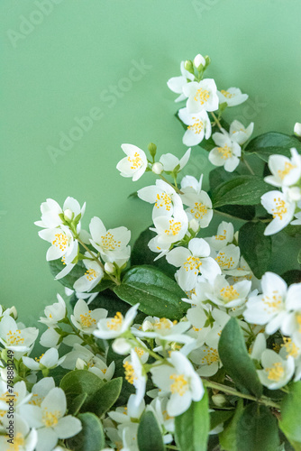 blooming jasmine in the garden in spring