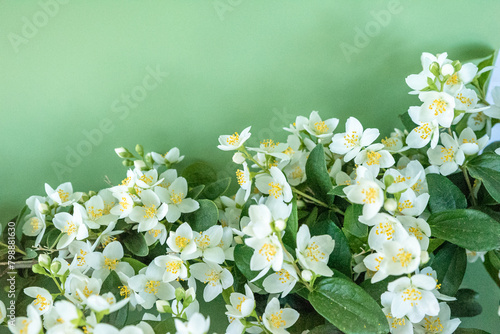 blooming jasmine in the garden in spring