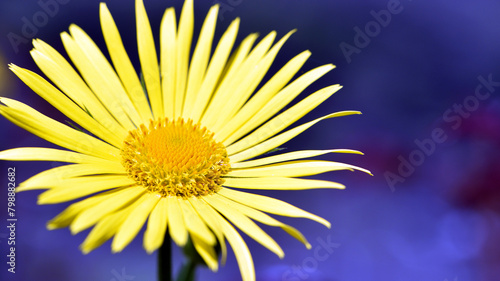 yellow chamomile flowers  flora background. large flower of field daisy. yellow flowers on the flowerbed. floral background. yellow chamomile in spring or summer  beautiful delicate