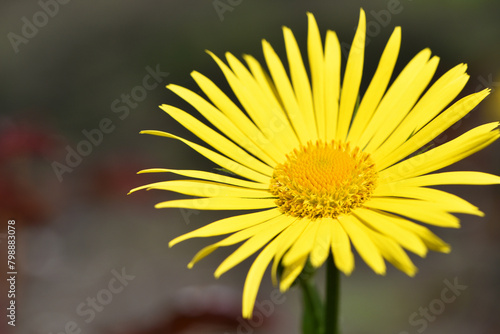 beautiful delicate yellow chamomile flowers  background. large flower of field daisy. yellow flowers on the flowerbed. floral background. yellow chamomile in spring or summer  in the sun.