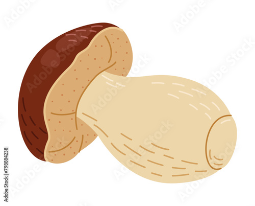 Porcini forest mushroom. Hand drawn boletus edulis fungus. Porcini fresh edible mushrooms flat style decor element. Cep. King bolete on white background. Penny bun Vector illustration