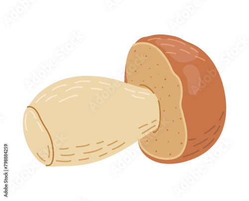 Porcini forest mushroom. Hand drawn boletus edulis fungus. Porcini fresh edible mushrooms flat style decor element. Cep. King bolete on white background. Penny bun Vector illustration
