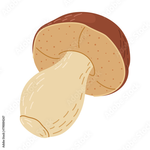 Porcini forest mushroom. Hand drawn boletus edulis fungus. Porcini fresh edible mushrooms flat style decor element. Cep. King bolete on white background. Penny bun Vector illustration