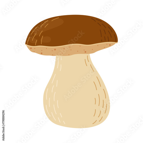 Porcini forest mushroom. Hand drawn boletus edulis fungus. Porcini fresh edible mushrooms flat style decor element. Cep. King bolete on white background. Penny bun Vector illustration