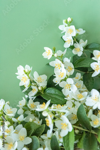 blooming jasmine in the garden in spring