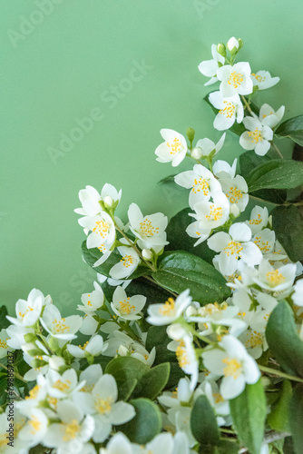blooming jasmine in the garden in spring