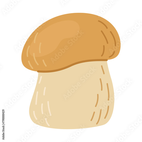 Porcini forest mushroom. Hand drawn boletus edulis fungus. Porcini fresh edible mushrooms flat style decor element. Cep. King bolete on white background. Penny bun Vector illustration