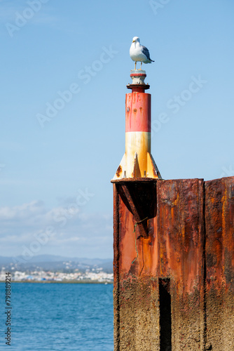 Goéland perché sur une balise du port de l'île de Culatra au portugal