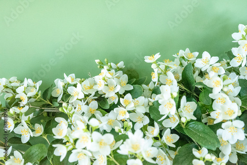 blooming jasmine in the garden in spring