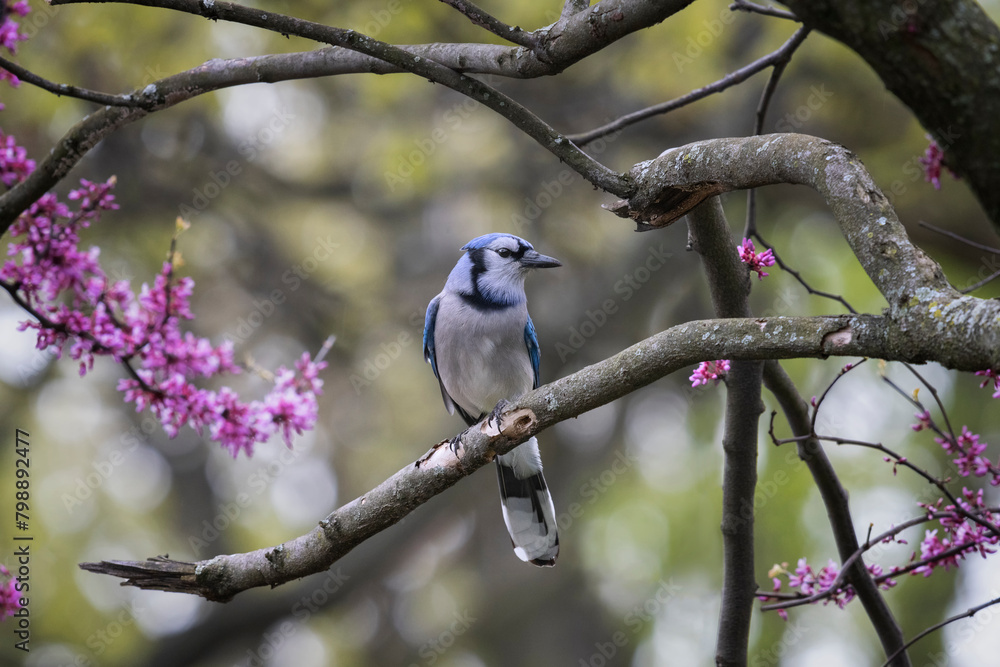 Obraz premium Blue Jay Cherry Blossom