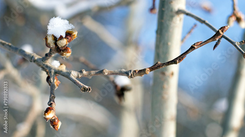 buds in ice. branch in early spring, close-up. buds after the first snow. isolated on natural blurred background. spring season, the last snow on a reviving tree.