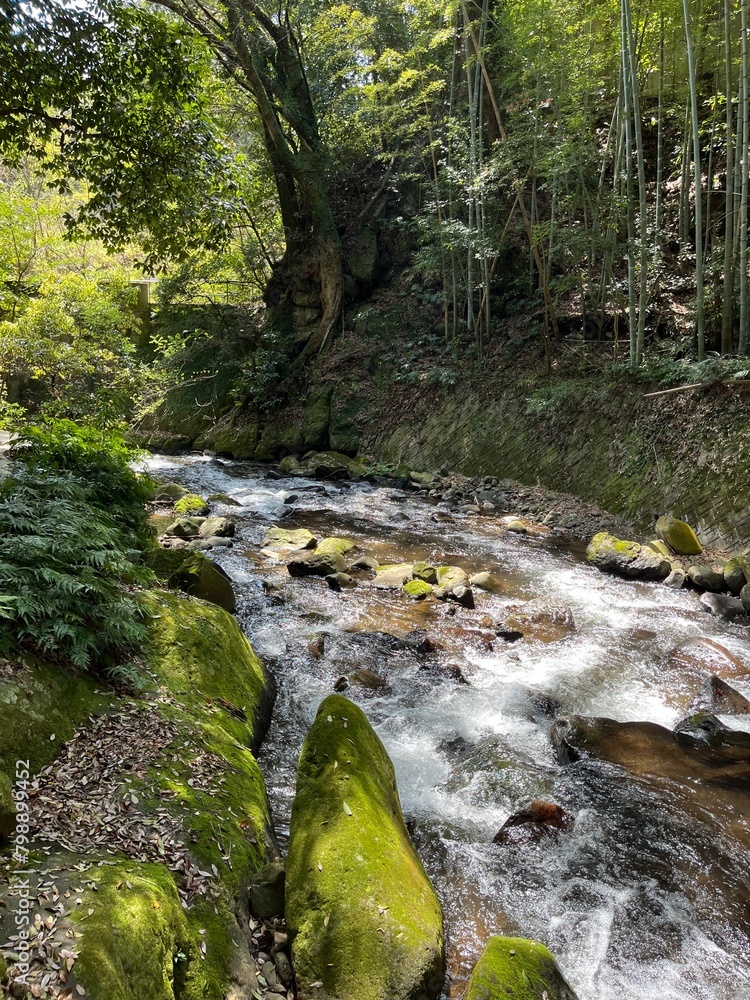 Fototapeta premium 湯河原の川