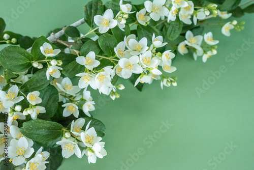 blooming jasmine in the garden in spring