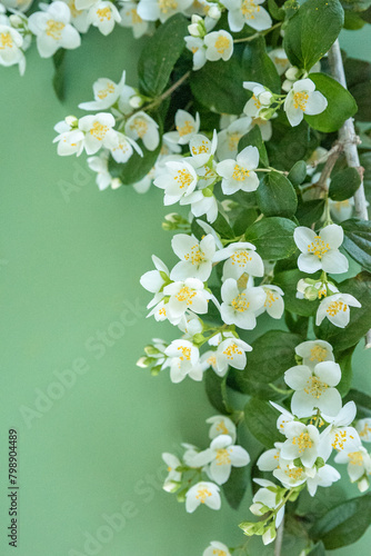 blooming jasmine in the garden in spring