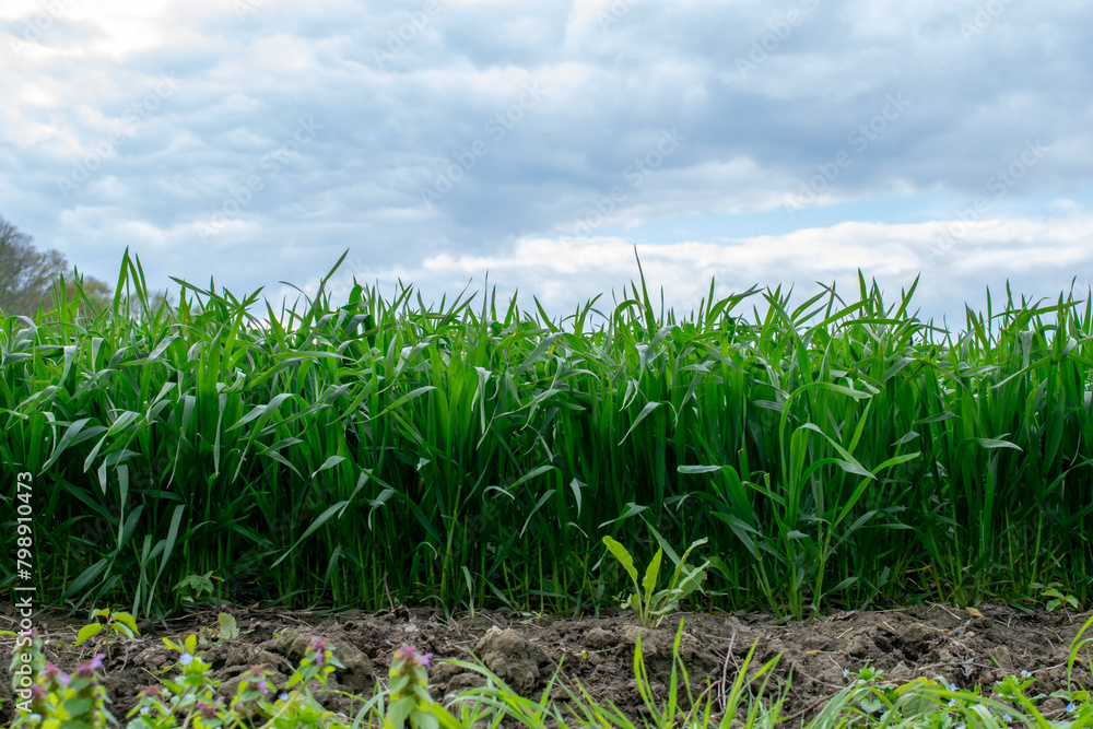 sprouting grain, the edge of agricultural crops sprouting grain, the edge of agricultural crops