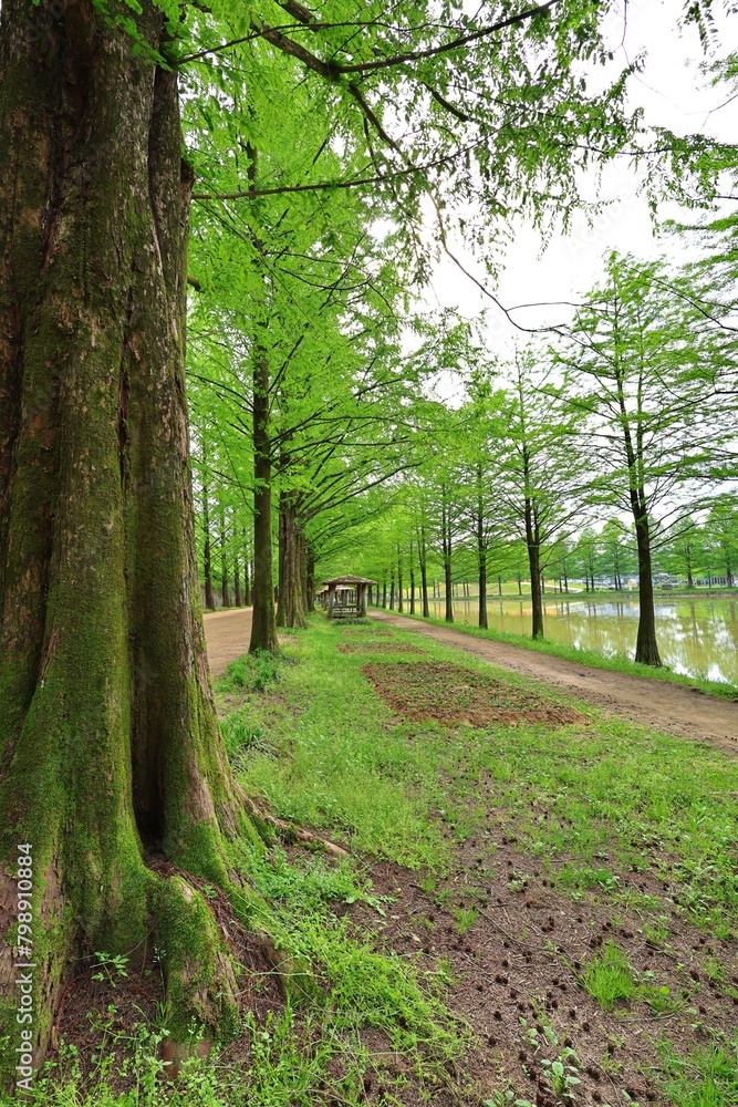 Fototapeta premium 전라남도 담양 공원 풍경