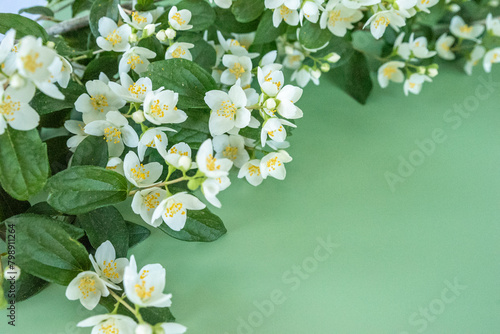 blooming jasmine in the garden in spring