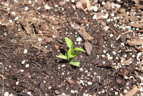 plant growing in soil