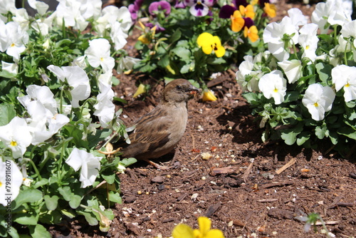 Baby Bird in a garden