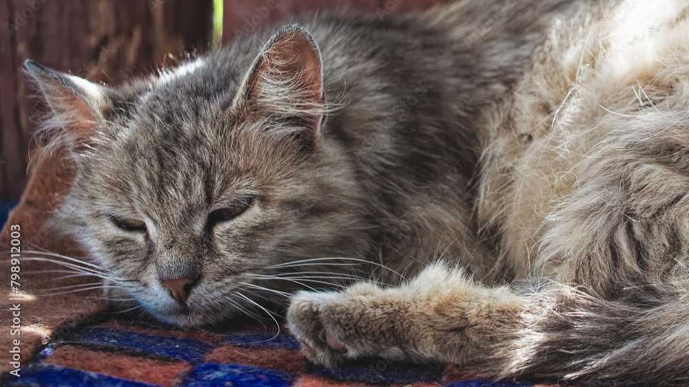Sunlight gently illuminates the cat’s fur, highlighting its texture and color variations from light grey to deep brown. Sunlight gently illuminates the cat’s fur, highlighting its texture and color variations from light grey to deep brown.