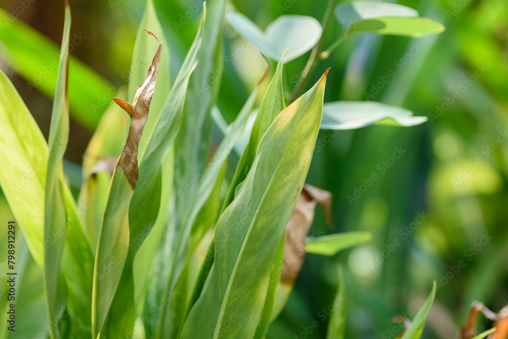 Fresh green leaf background in a tropical rainforest Fresh green leaf background in a tropical rainforest