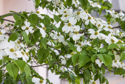 横から見た、たくさんの花が咲いている白いハナミズキの枝
