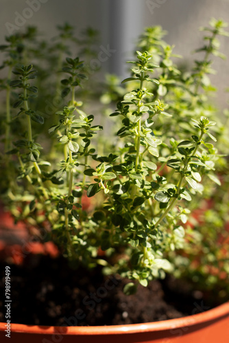 Variegated lemon thyme. Plant in the pot on windowsill.