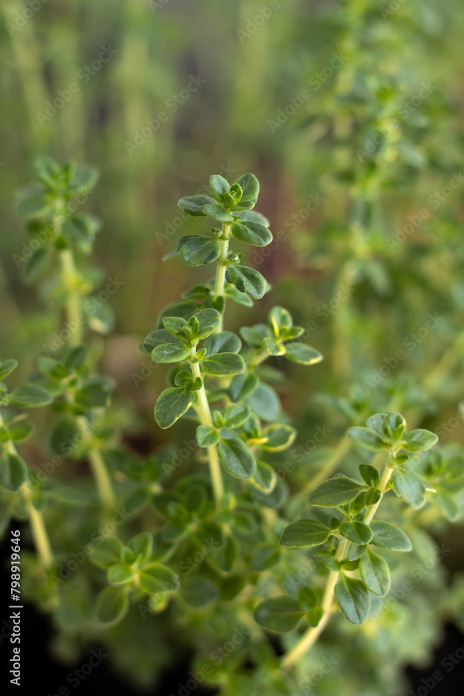 Fresh variegated lemon thyme. Close up.