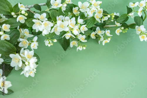 blooming jasmine in the garden in spring