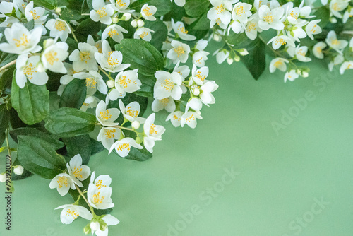 blooming jasmine in the garden in spring