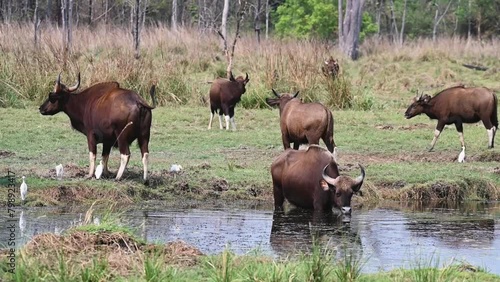 A herd of Indian gaur grazing and drinking water in Tadoba national park photo
