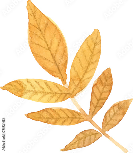 autumn leaves isolated on white watercolor
