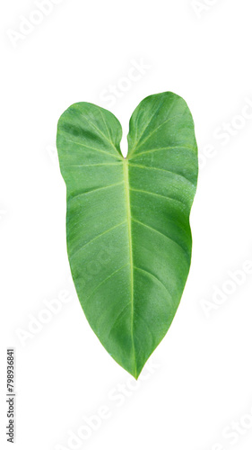 Leaf on white background  leaf Isolate with clipping path. Philodendron bilitea variegated leaf plant Garden in Green house barden  air purify with Monstera philodendron selloum