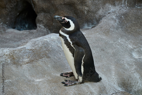 フンボルトペンギンが岩場に立つ姿