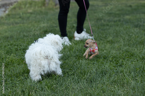 Quadro su tela small dogs playing in a chiguagua park
