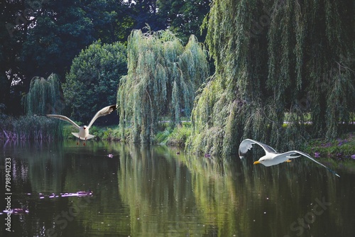 water, lake, nature, river, landscape, bird, swan, reflection, tree, park, duck, green, trees, sky, animal, pond, forest, ducks, clouds, summer, blue, scenic, swimming, beauty