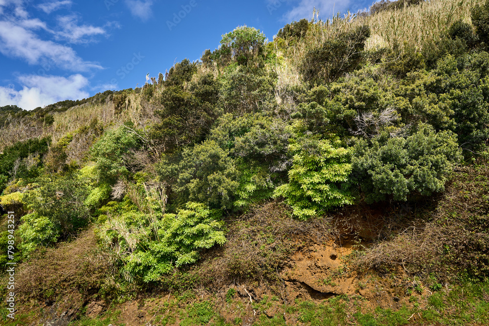 Mount Pico. Climbing the mountain. Plants flora botany Vegetation of Pico Island. Azores. Junipers.       