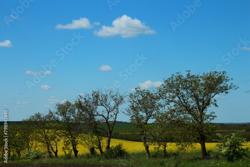 A group of trees in a field