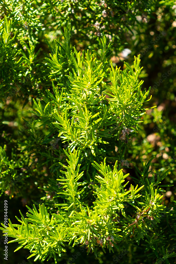 Young rosemary, macro, close up; Tivat, Montenegro Young rosemary, macro, close up; Tivat, Montenegro